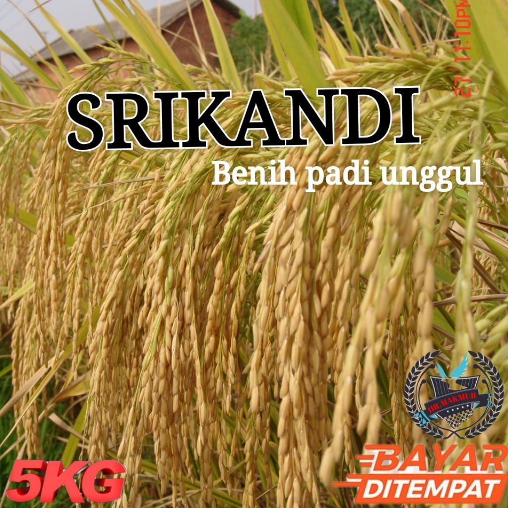 BENIH BIBIT PADI SRIKANDI KUALITAS ORIGINAL KEMASAN 5KG