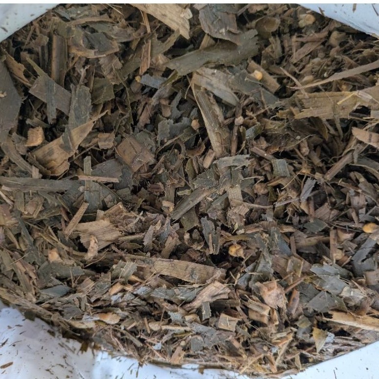 SILASE TEBON JAGUNG 30KG – Pakan Sapi Kambing Domba | Pakan Fermentasi Ruminansia