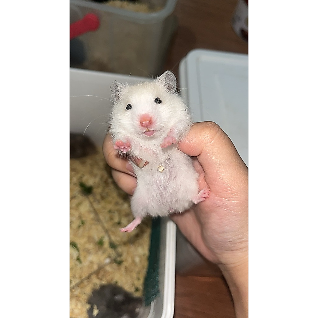 Mainan Hamster Syrian Big Bone Premium | Anakan Sehat Aktif Siap Dipelihara