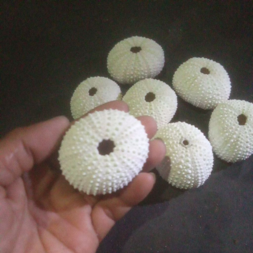 sea urchin/landak laut/bulu babi.