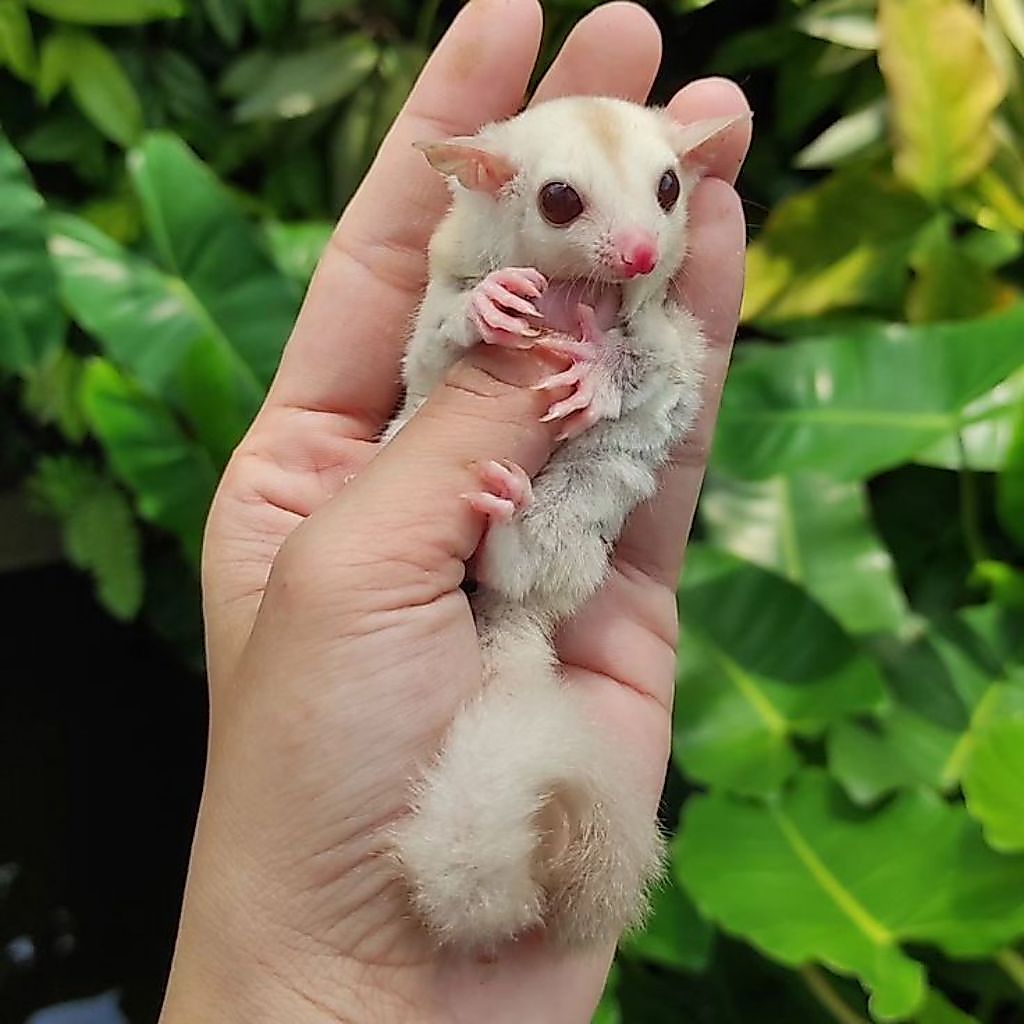 Sugar Glider albino mata merah hewan lucu