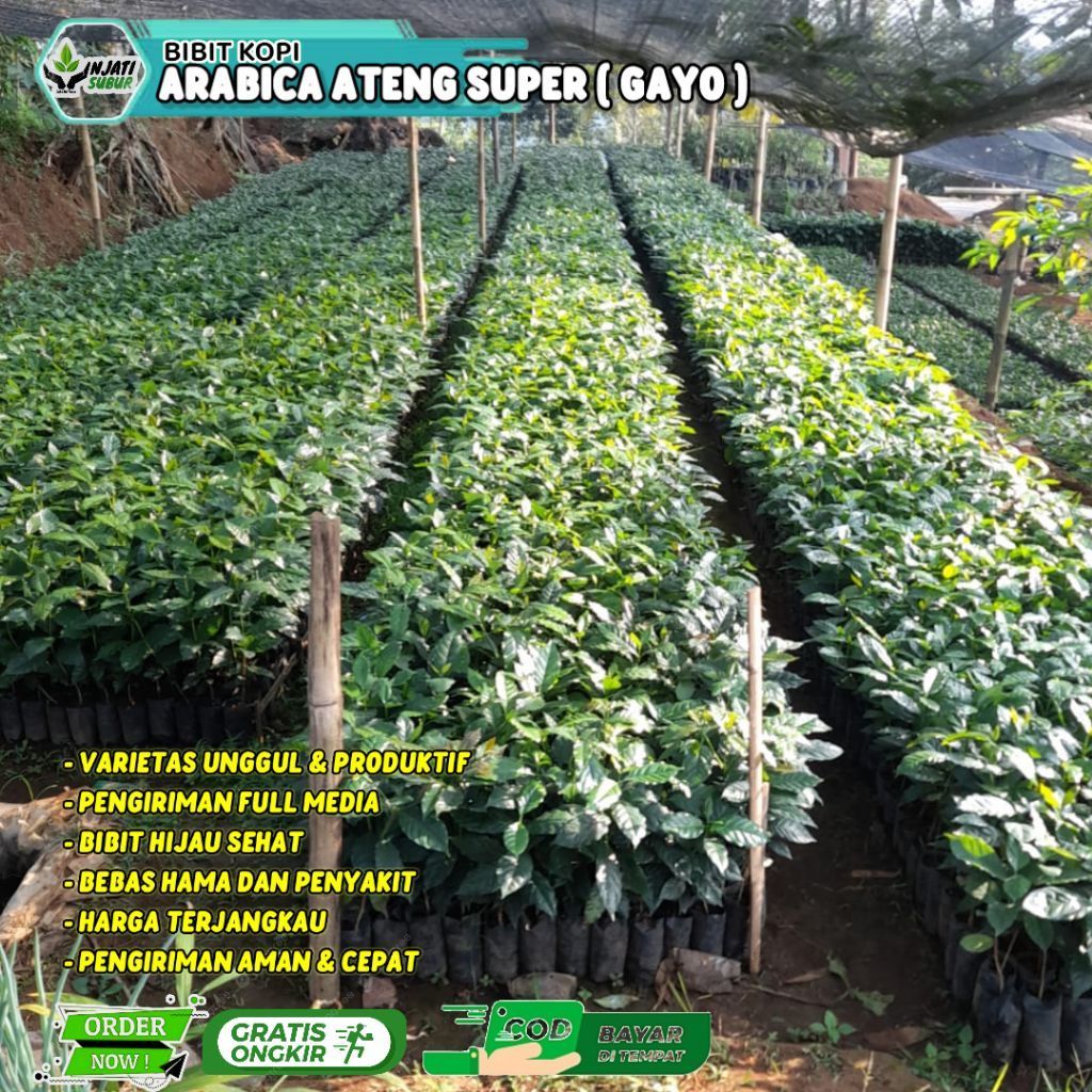 BIBIT KOPI ARABIKA ATENG SUPER GAYO 03 SUPER RIMBUN TERMURAH