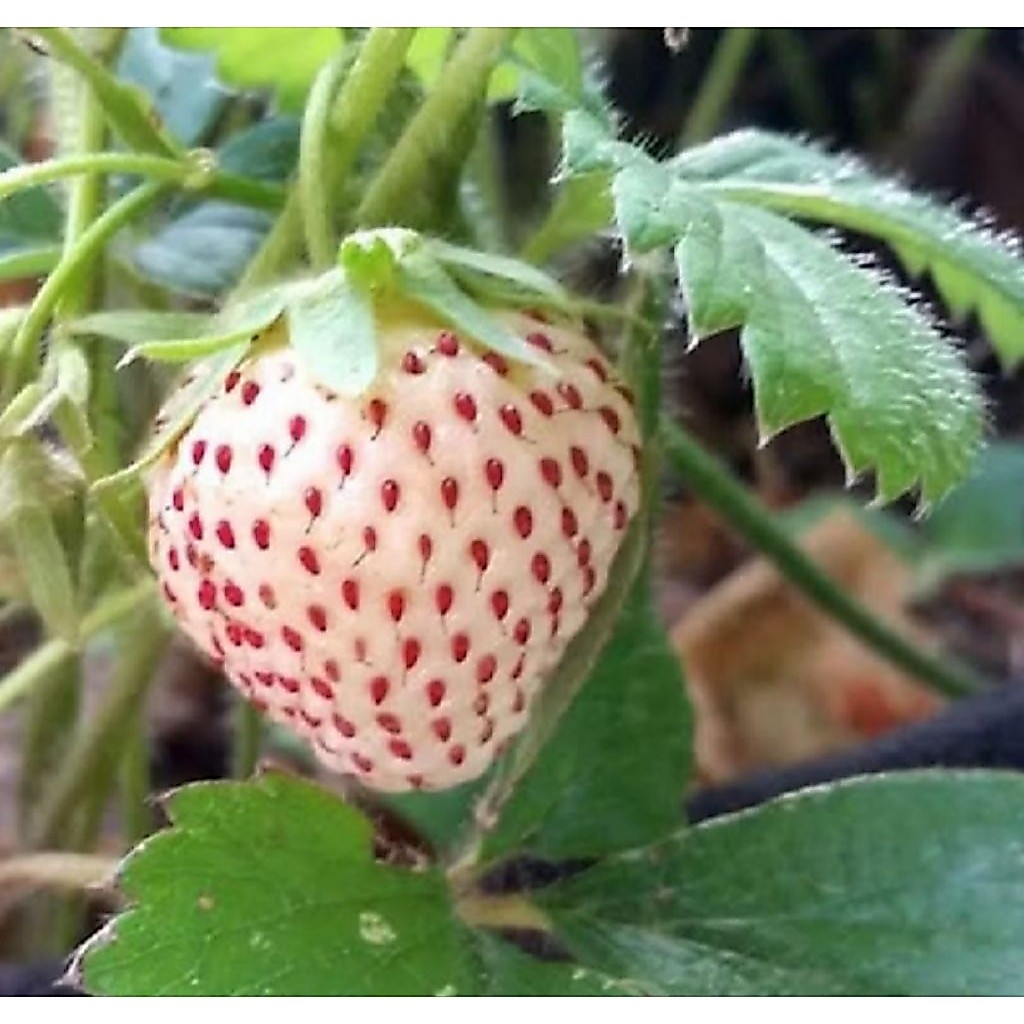 15 biji benih bibit Strawberry korea jumbo