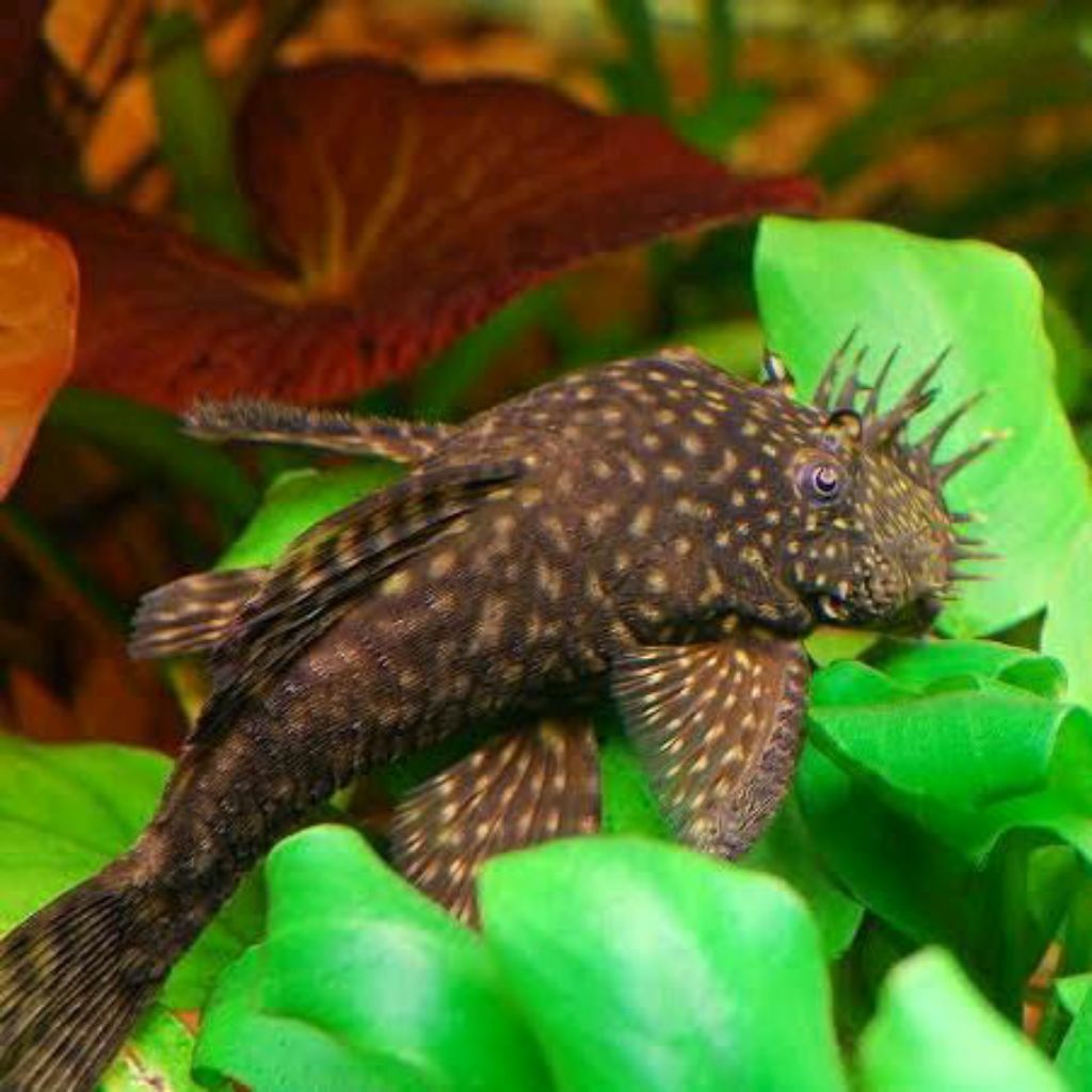 Ikan Brushmouth L-144 Bristlenose Pleco Pembersih Algae Aquascape