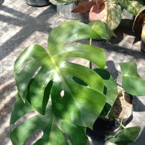 Monstera deliciosa/monstera King(size Remaja)