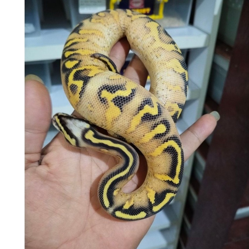 Ular Ball Python Super Gravel Pastel