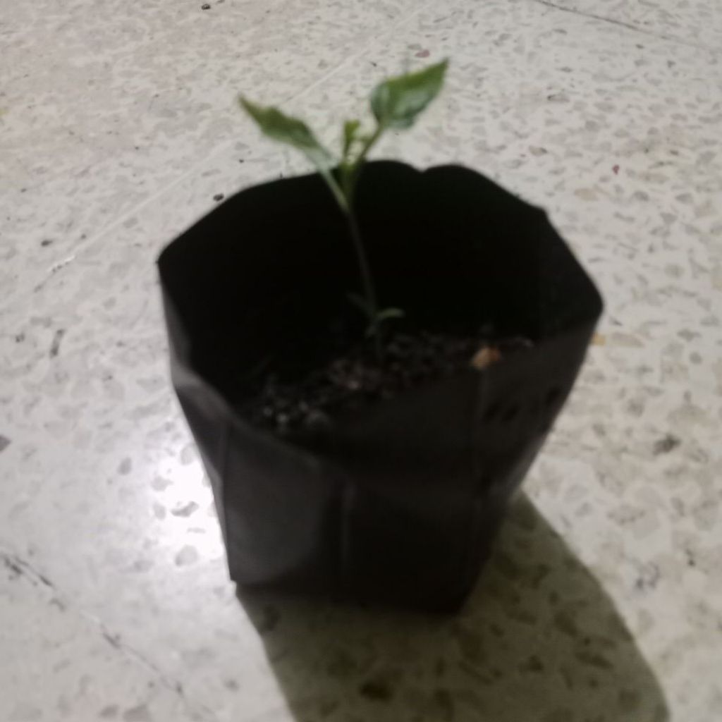 Bibit Cabe Rawit Setan dan Cabe Viral Kaliber - Siap Tanam, Tumbuh Cepat, Tinggi 20-30cm