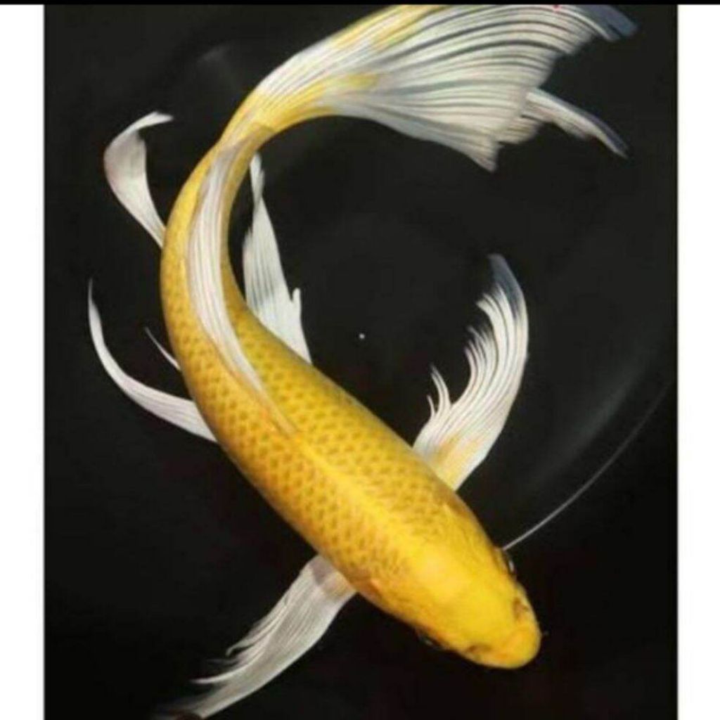 koi ogon kuning kumpay