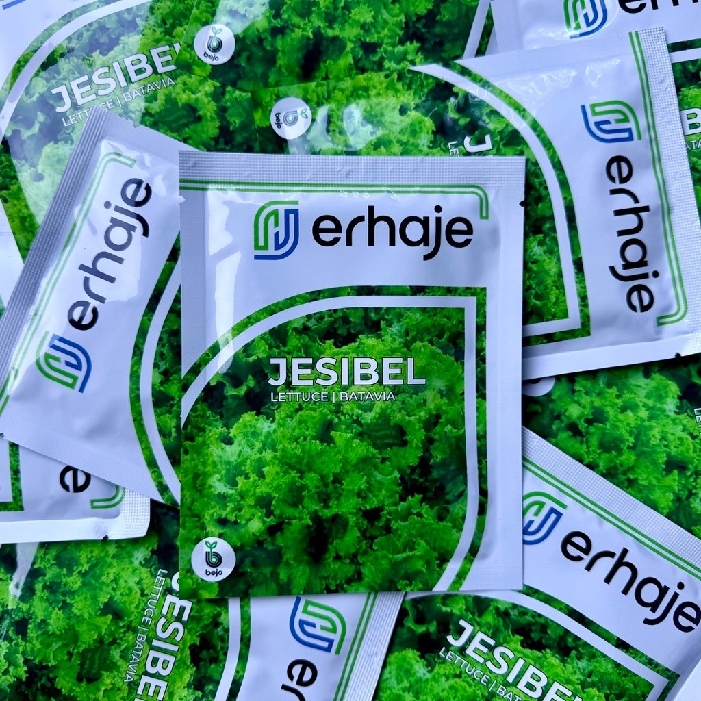 Benih Bibit Selada Jesibel Bejo Seed kemasan 1000 pills