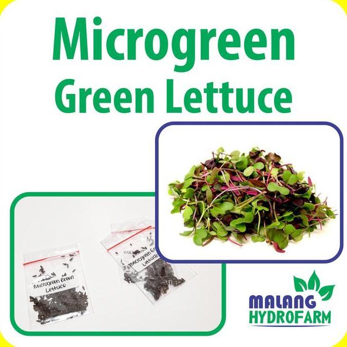 Benih Microgreen Green Lettuce Selada Hijau Unggulan Berkualitas Caisim Bayi Biji Bibit Hydroponik H