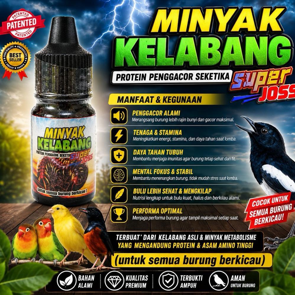 [BEST] Minyak Kelabang Super Joss Penggacor Burung Murai Kacer Cucak Ijo Kenari Booster Gacor MBB