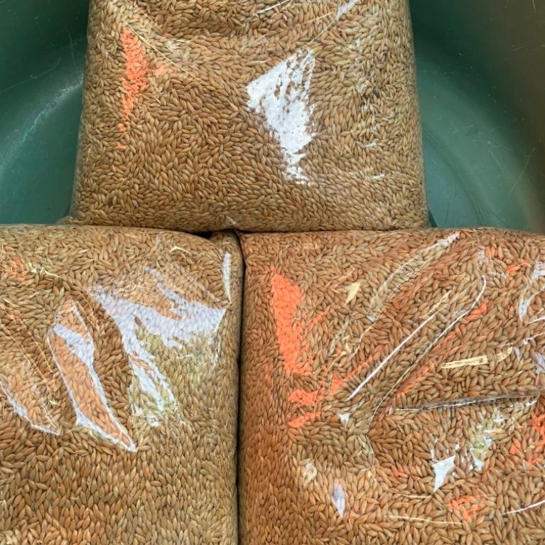 Kenari Seed Pilihan 1kg Pakan Burung Kenari Kualitas Terbaik