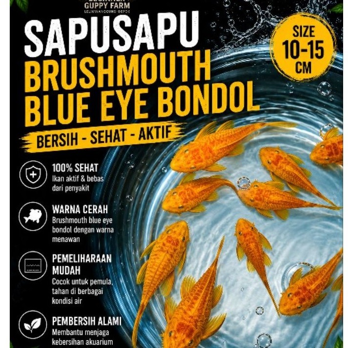brushmouth blue eye / pleco L144 blue eye size 10-15cm(1 pair)