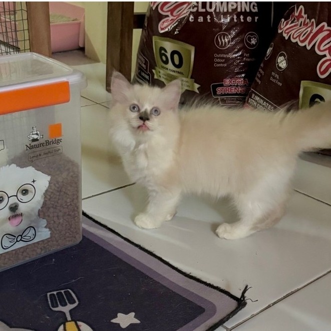 Kitten ragdoll betina