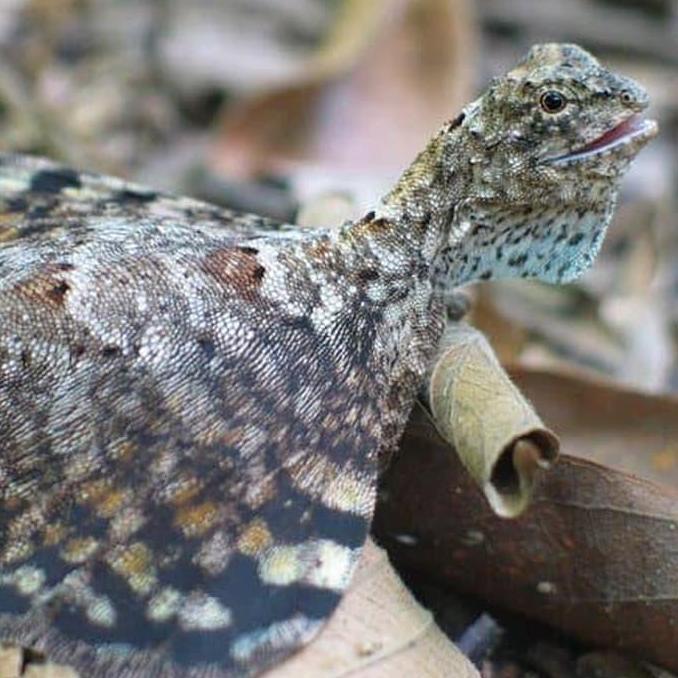 Fliying Lizard - Cicak Terbang - Obat Asma