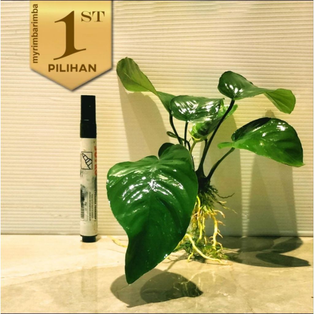 Anubias Barteri Broadleaf Tanaman Air Aquascape Hiasan Aquarium Ikan