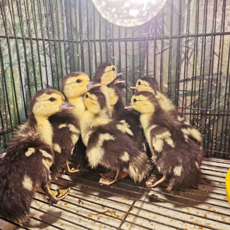 Anakan Entok Manila Entog Pengiriman Khusus JABODETABEK