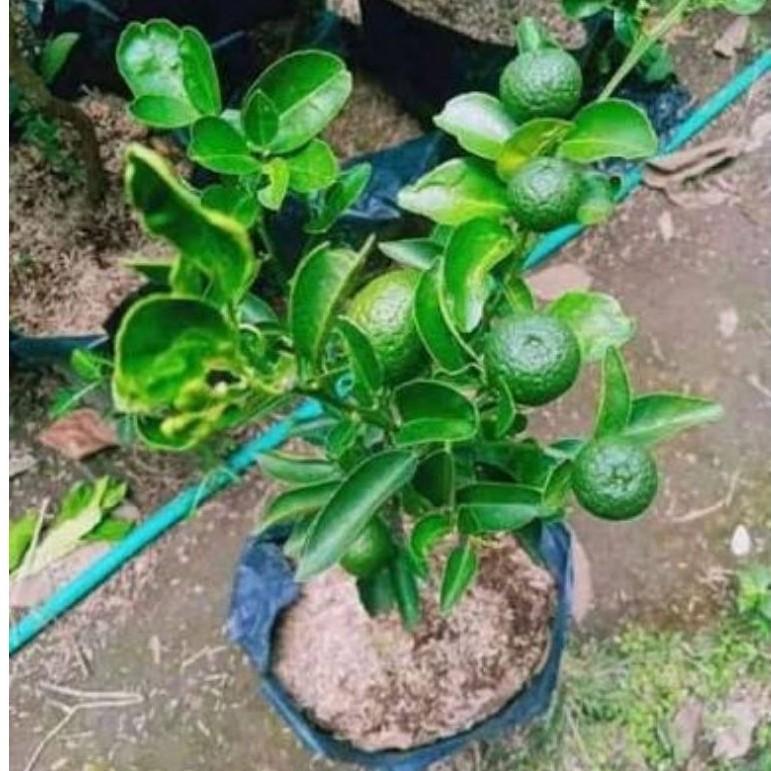 Bibit Jeruk Kasturi Unggul – Tanaman Jeruk Kasturi Siap Tanam