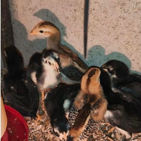 Doc anak ayam kampung asli