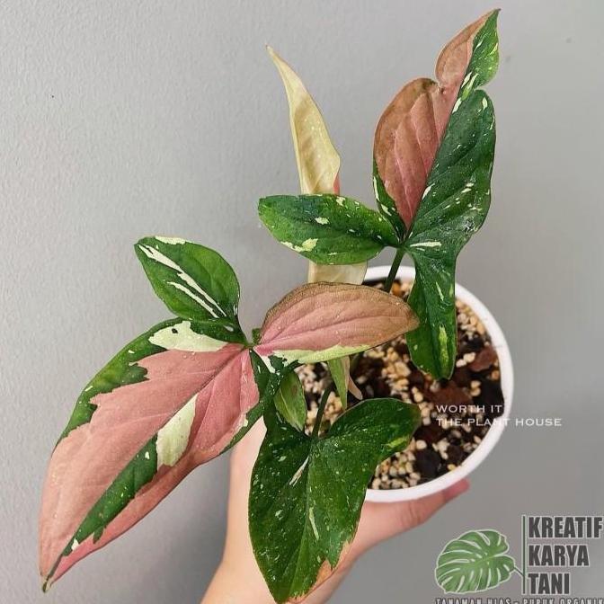 Promo Tanaman hias syngonium tricolor - Syngonium red spot tricolor Diskon