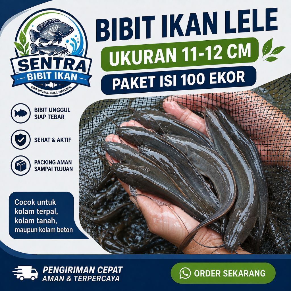 Bibit Ikan Lele Paket 100 ekor - Ikan Lele ukuran 11-12 cm - bibit ikan - lele pentol - lele sangkur
