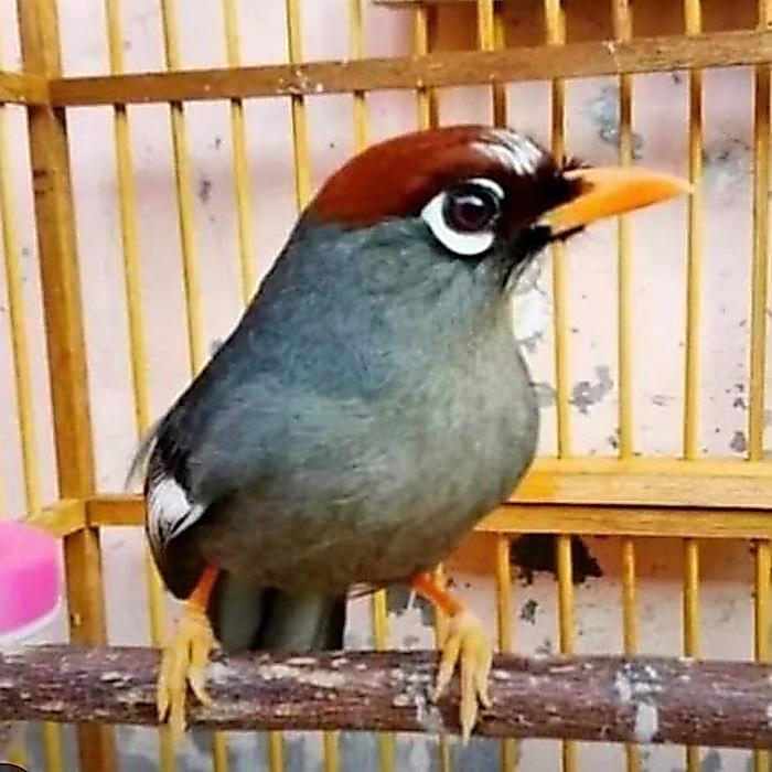 Poksay mandarin ori smtr