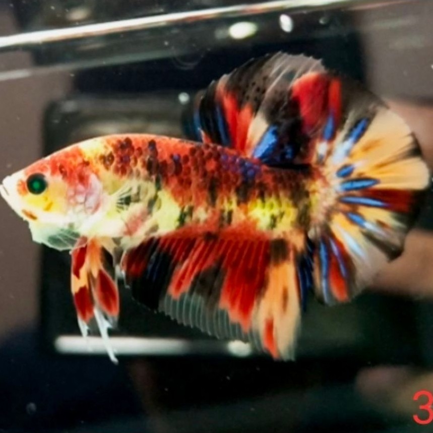 GIANT HMPK MULTYCOLOR NEON HULK