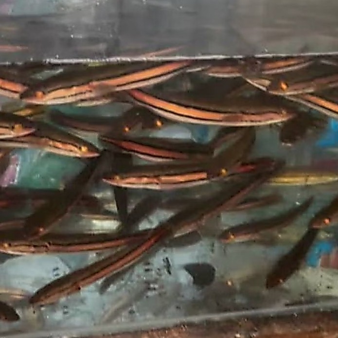 Bibit ikan Toman Goblin premium isi 10 ekor size 3-5cm