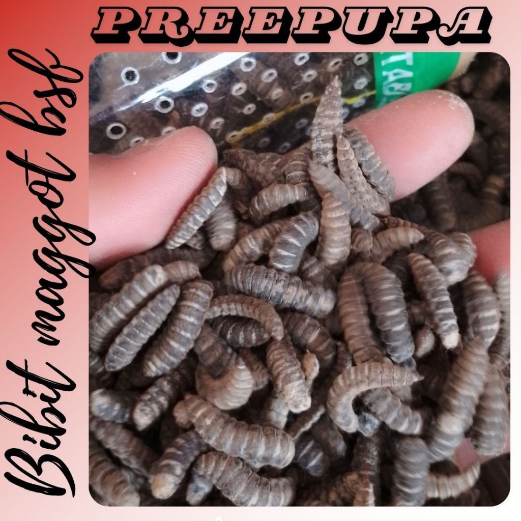 Prepupa BSF 1 Kg  |  Bibit Maggot BSF | Calon Indukan Lalat BSF