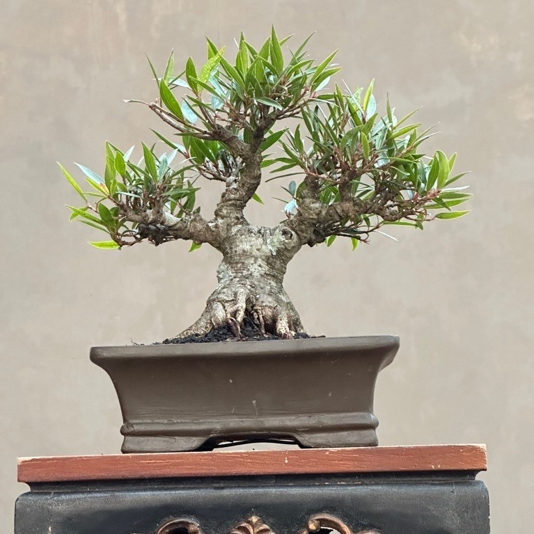 Bonsai Ficus California