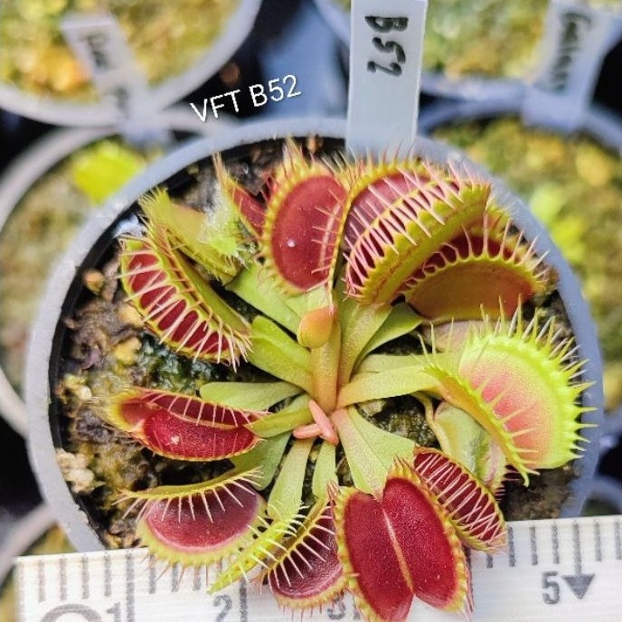 Venus flytrap B52