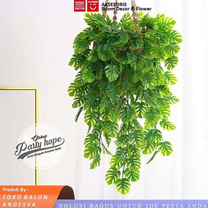Hias- Daun Juntai Monstera / Daun Rambat Monstera / Daun Monstera Gantung