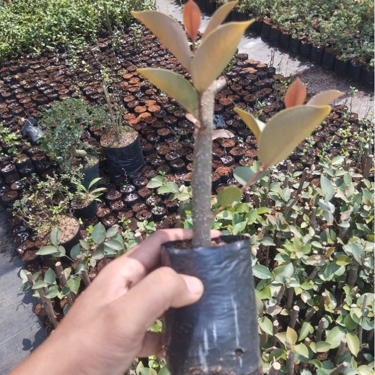 Bibit bringin iprik silver - iprik silver - ujuran jari