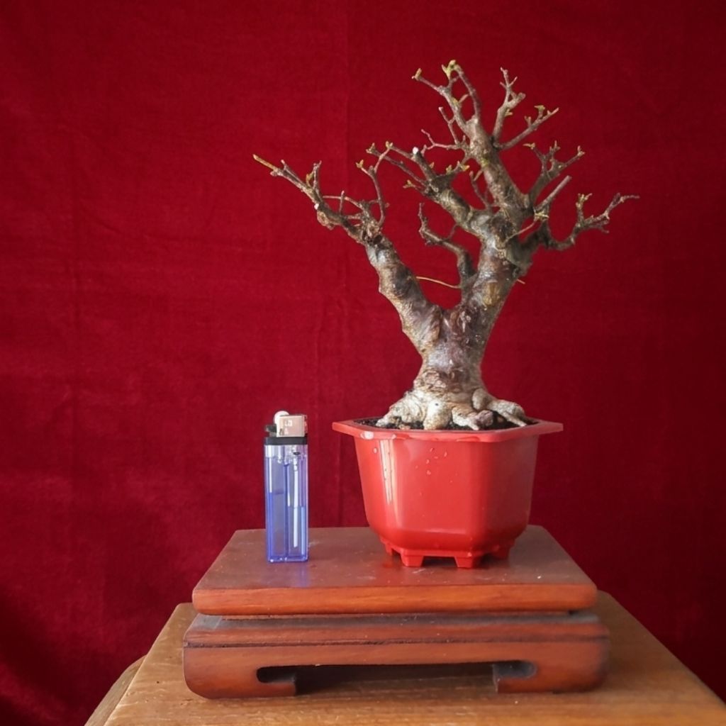 bonsai anput cakep