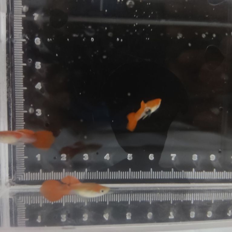 Guppy Platinum Koi