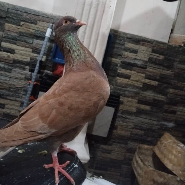 Merpati Kolong Setengah Jalan Siap Latih