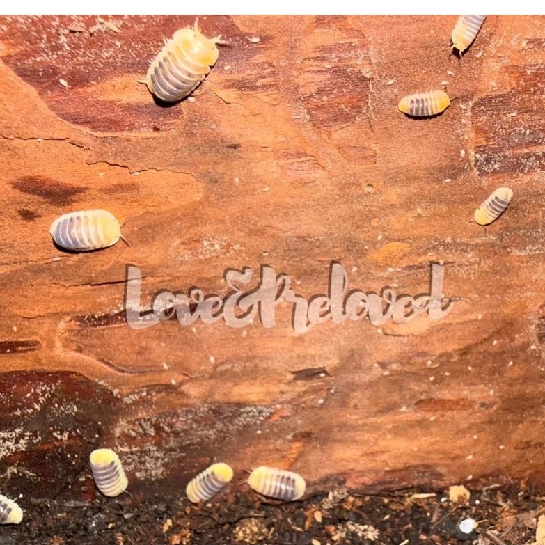 Isopod cubaris Jupiter ( size random unsex ) cleaning crew kutu kayu