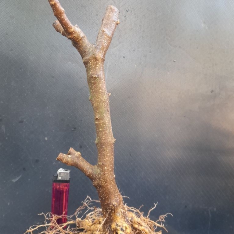 Bahan Bonsai Sianci Gaya Formal Programan Akar Percabangan sudah ada  Size Medium Real Pict