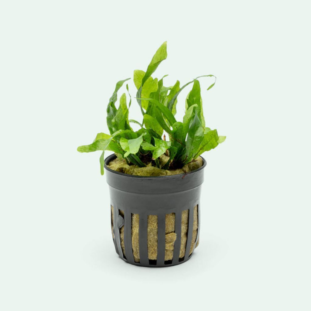 Kadaka Short Narrow – Tanaman Aquascape