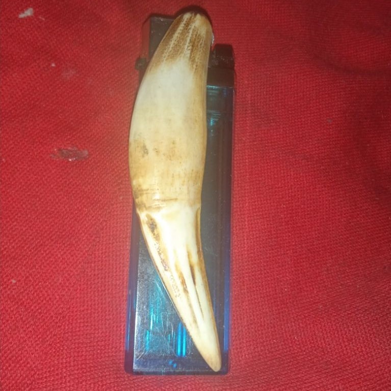 mustikaTarcanKalimantan