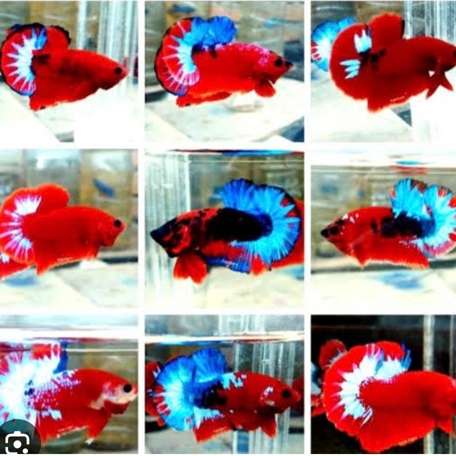 PLAKAT HELLBOY JANTAN