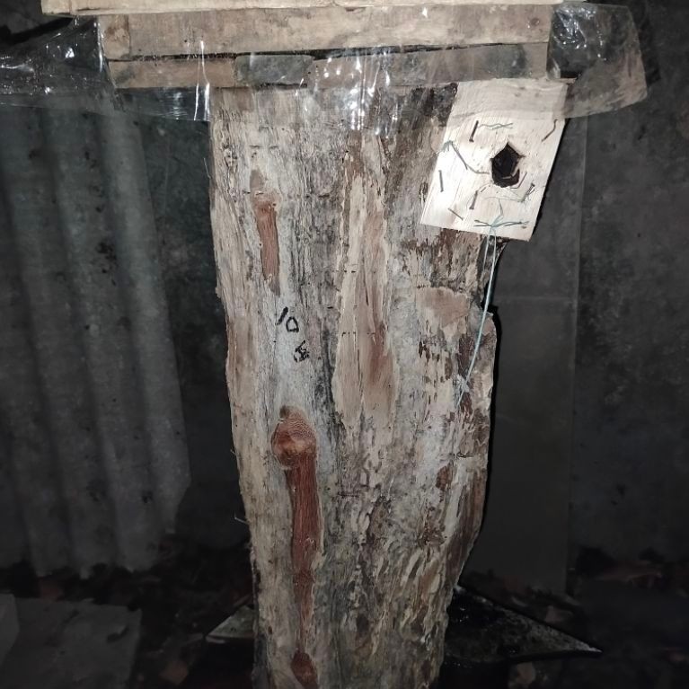 Bibit Klanceng jenis Biroi Log Toping