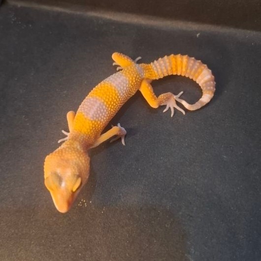 Leopard Gecko Female - Sunglow Tomato - Usia Baby Up Betina Sehat Mulus HG070