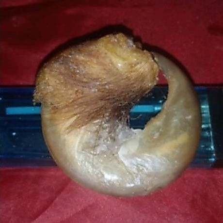mestikka HM.Lingkar.jumbo