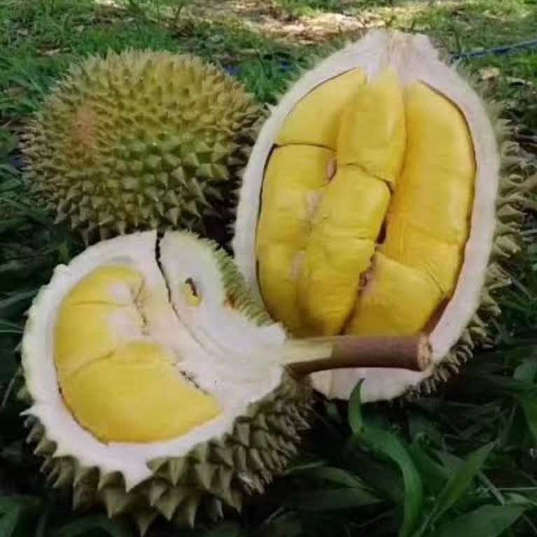 DurianMusangkingPahangMalaysiaUtuhBulatDanFresh