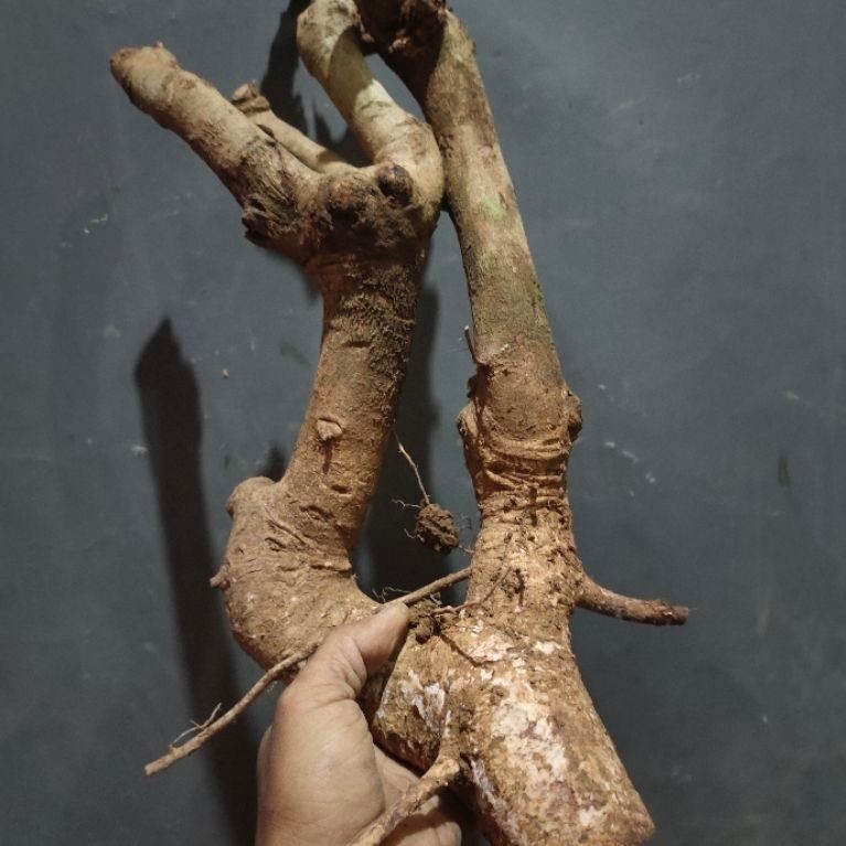 bahan bonsai dongkelan buah Juwet Jamblang Hitam realpic sesuai gambar