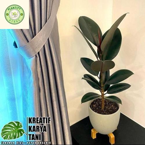 Tanaman hias karet kebo merah - Rubber Plant Ficus Elastica