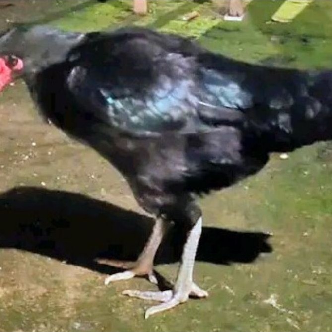 Ayam betina bangkok /usia 5-6bulan