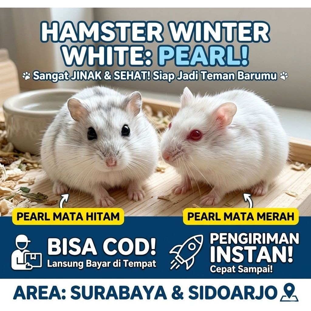 Hamster Gilang HAMSTER WINTER WHITE PEARL JINAK