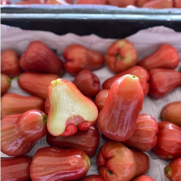 Jambu Citra Jambu Air Jambu Merah